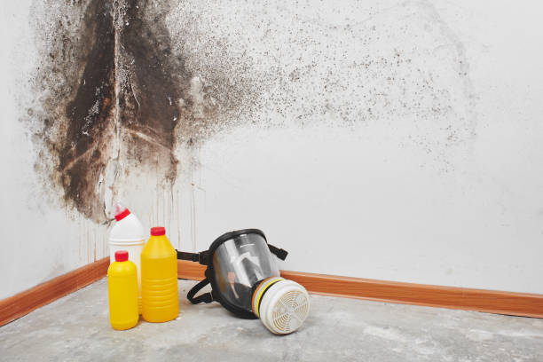 Best Commercial Mold Remediation in Combes, TX