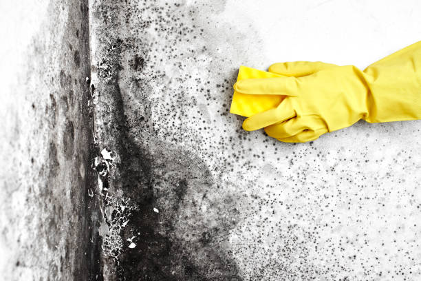 Best Residential Mold Remediation in Combes, TX