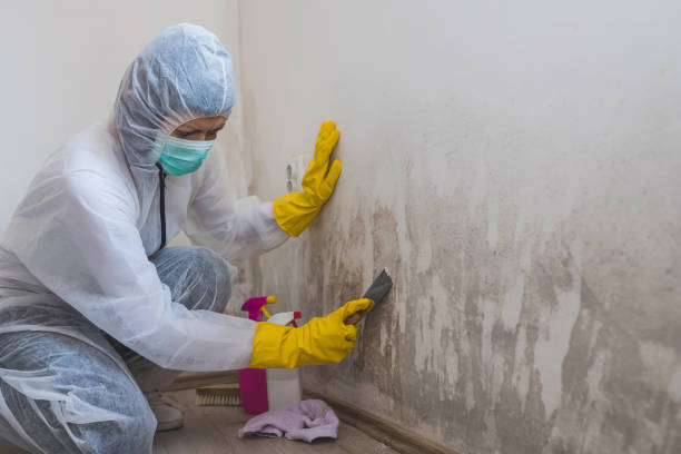 Best Insurance-Related Mold Remediation in Combes, TX