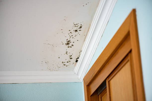 Best Attic Mold Remediation in Combes, TX