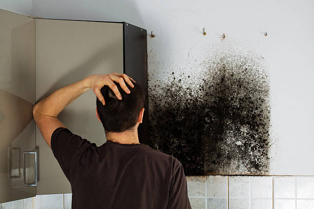 Best Insurance-Related Mold Remediation in Combes, TX