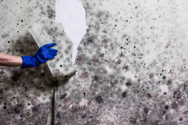 Best Attic Mold Remediation in Combes, TX