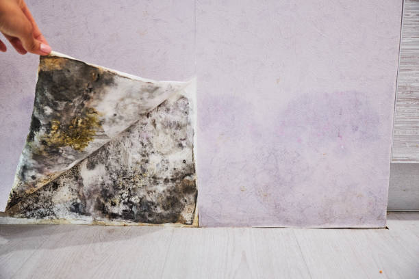 Best Health and Safety Mold Remediation in Combes, TX